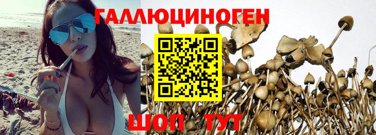 Галлюциногенные грибы MAGIC MUSHROOMS  Вход с VPN  Псилоцибиновые грибы Magic Shrooms  Владимир 